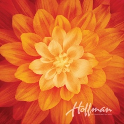 Hoffman Digitaldruck Dream Big Panel Fire Rapport ca. 112 cm